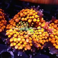 Fancy live aquarium Ricordea coral for sale